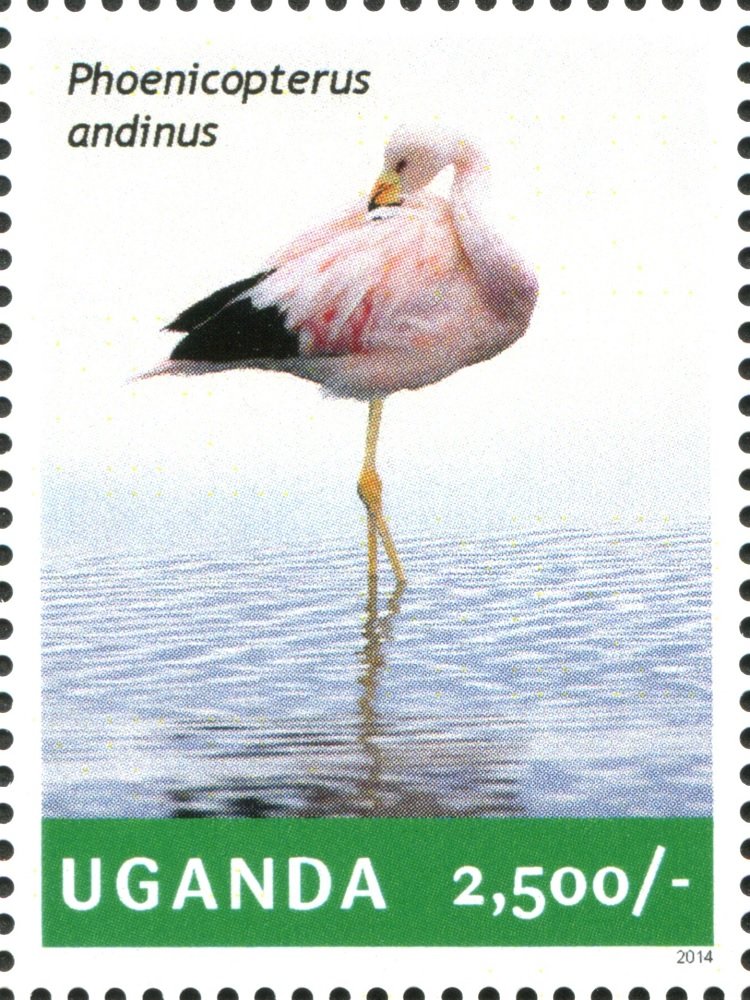 Andean Flamingo (Phoenicoparrus andinus)
