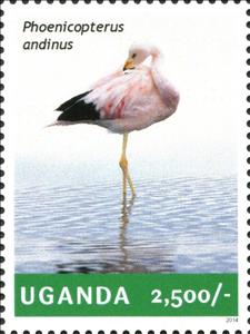 Stamp, Andean Flamingo (Phoenicoparrus andinus), Uganda,  , Animals (Fauna), Birds