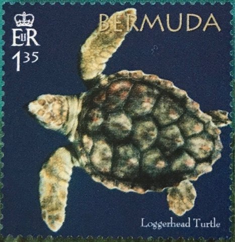 50th Anniversary of the Bermuda Turtle Project