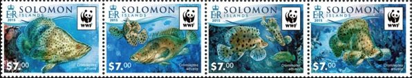 Humpback grouper (Cromileptes altivelis)
