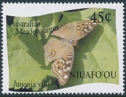 Meadow argus (Junonia villida)