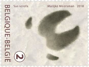 Track of the Sus scrofa