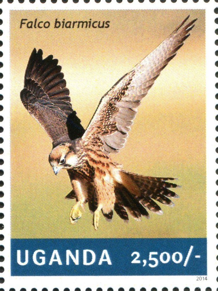 Lanner Falcon (Falco biarmicus)