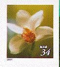 Cymbidium Orchid