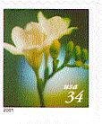 Freesia