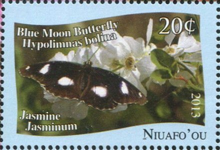 Blue Moon Butterfly (Hypolimnas bolina)
