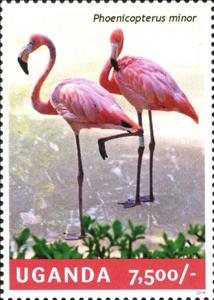 Stamp, Lesser Flamingo (Phoeniconaias minor), Uganda,  , Animals (Fauna), Birds