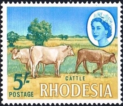 Cattle (Bos primigenius taurus)