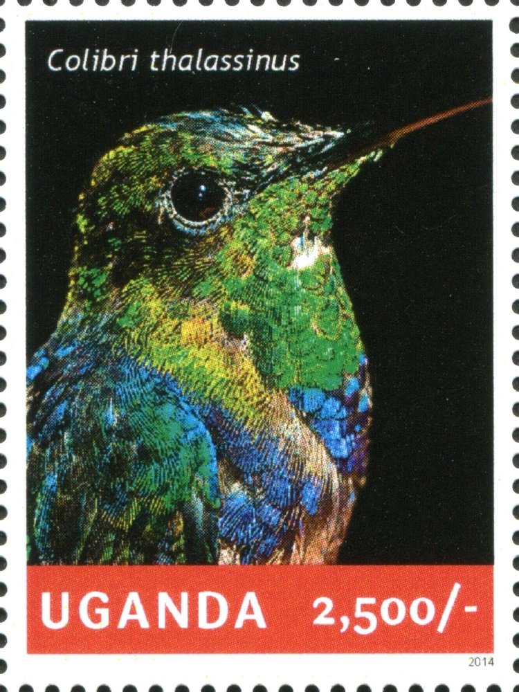 Green Violet-ear (Colibri thalassinus)