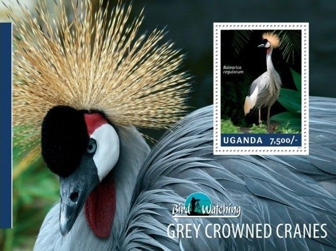 Grey crowned cranes