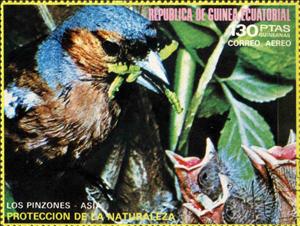 Stamp, Common Chaffinch (Fringilla coelebs), Equatorial Guinea,  , Animals (Fauna), Birds