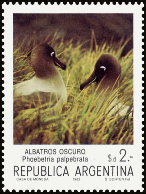 Light-mantles Albatross (Phoebetria palpebrata)