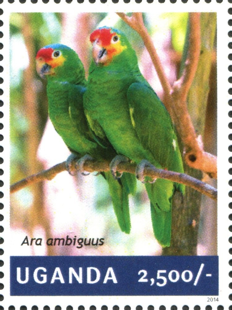 Great Green Macaw (Ara ambiguus)