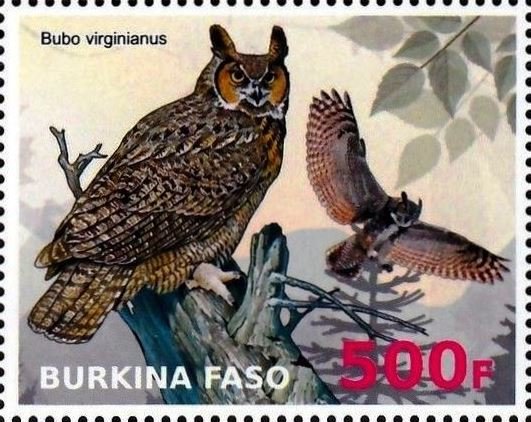 Bubo virginianus