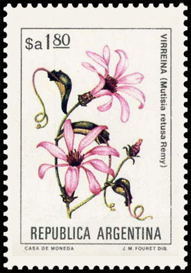 Virreina (Mutisia retusa)