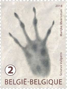 Stamp, Track of Sciurus Vulgaris, Belgium,  , Animals (Fauna), Mammals, Rodents, Squirrels