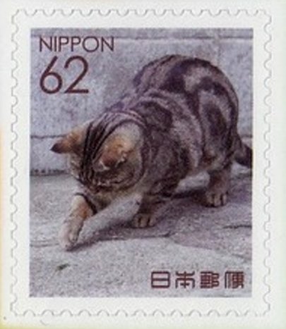 Domestic cat