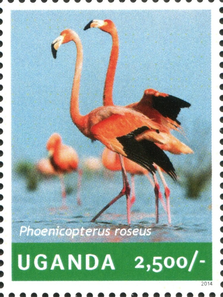 Greater Flamingo (Phoenicopterus roseus)