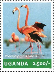 Stamp, Greater Flamingo (Phoenicopterus roseus), Uganda,  , Animals (Fauna), Birds