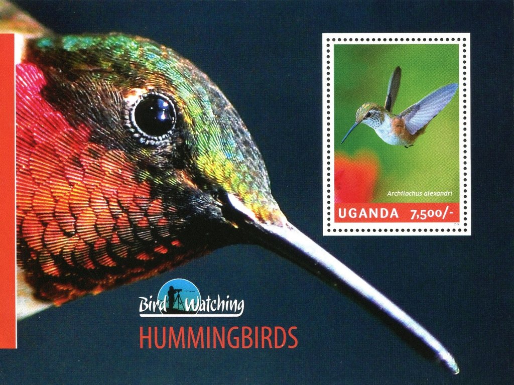 Hummingbirds