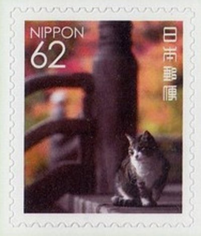 Domestic cat