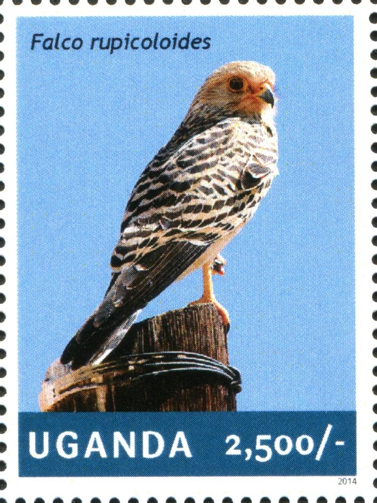 Greater Kestrel (Falco rubicoloides)