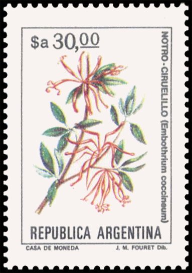 Notro - Ciruelillo (Embothrium coccineum)