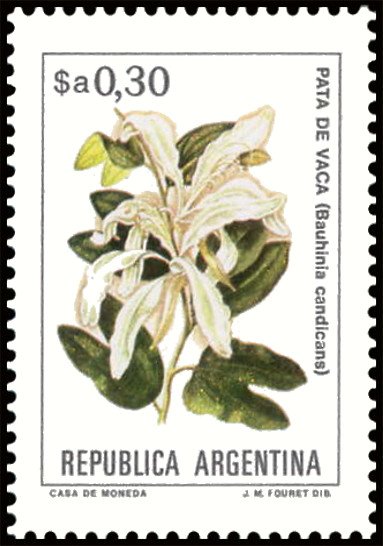 Pata de Vaca (Bauhinia candicans)
