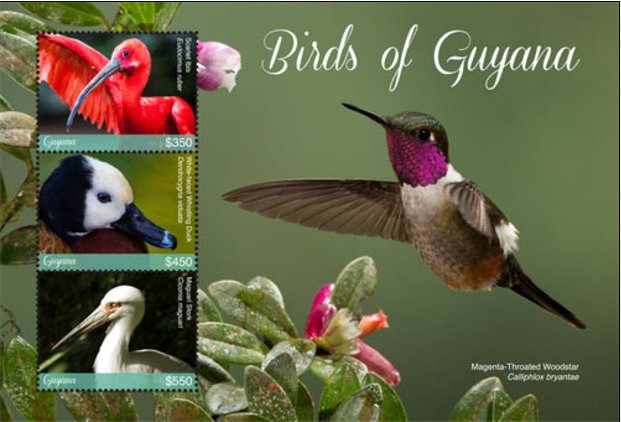 Fauna of Guyana : Bird Species