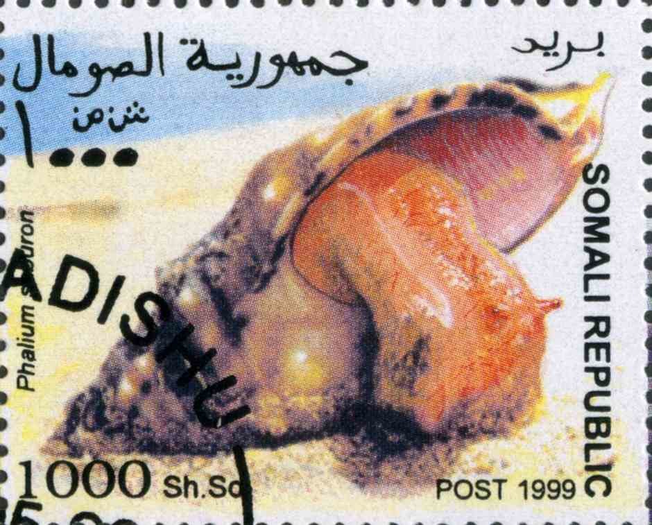 Phalium saburon