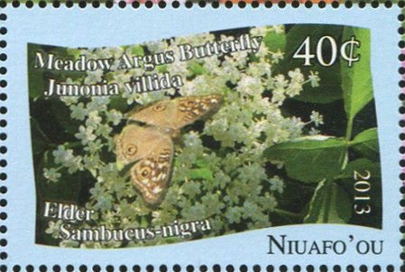 Meadow Argus Butterfly (Junonia villida)