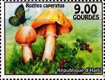Rozites caperatus