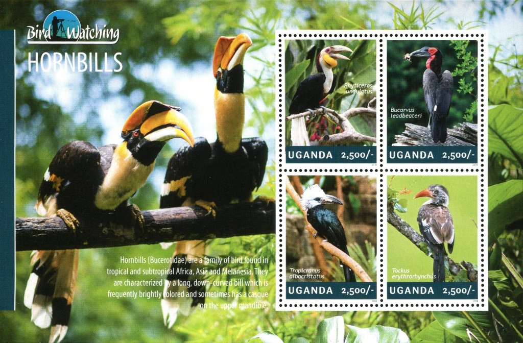 Hornbills