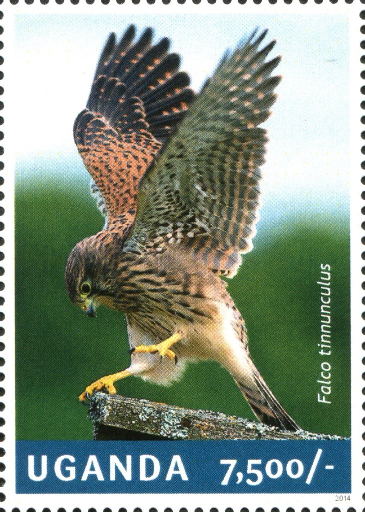 Common Kestrel (Falco tinnunculus)
