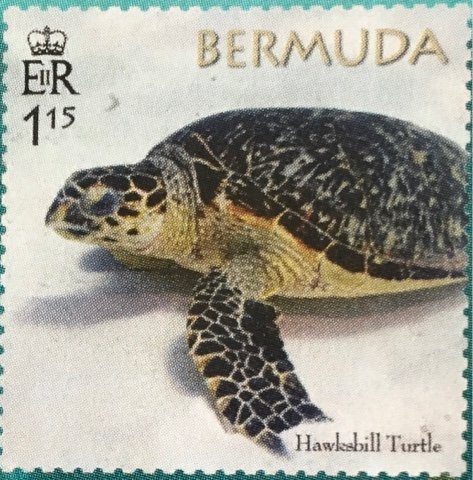 50th Anniversary of the Bermuda Turtle Project