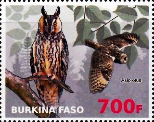Asio otus