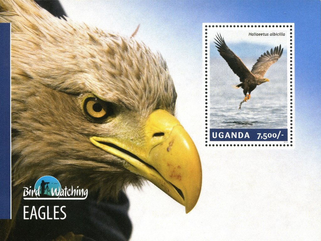 Eagles