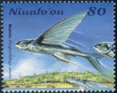 Flying fish (Prognichthys sealei)