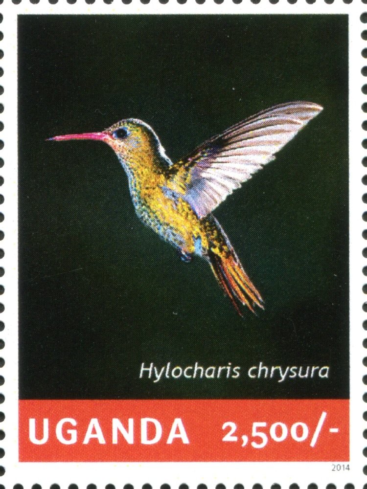 Gilded Hummingbird (Hylocharis chrysura)