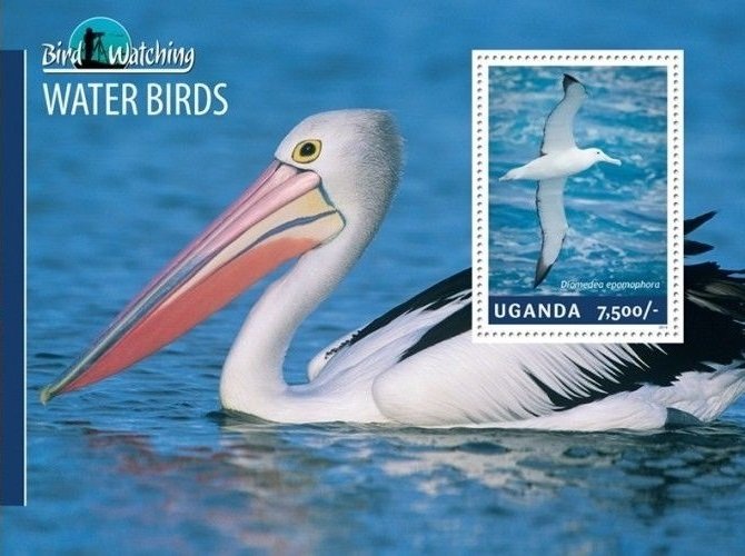 Water birds