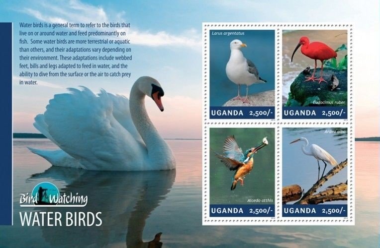 Water birds