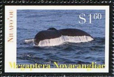 Humpback Whale (Megaptera novaeangliae)
