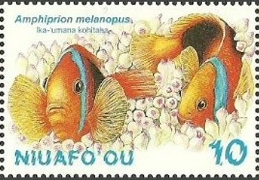 Amphiprion melaopus