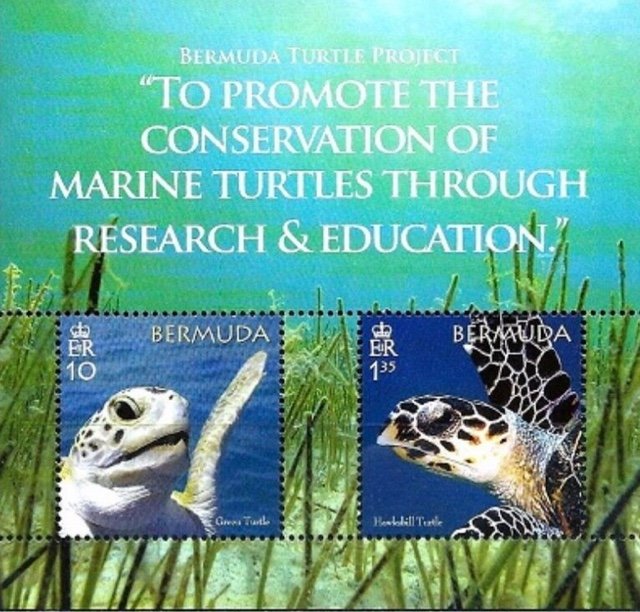 50th Anniversary of the Bermuda Turtle Project