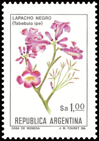 Lapacho Negro (Tabebuia impetiginosa)