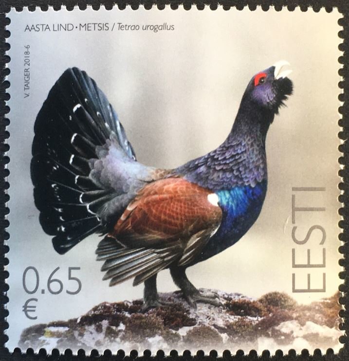 Birds of Estonia : Capercaille