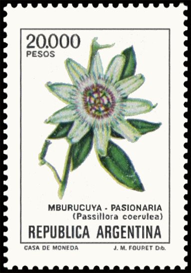 Mburucuyà (Passiflora coerules)