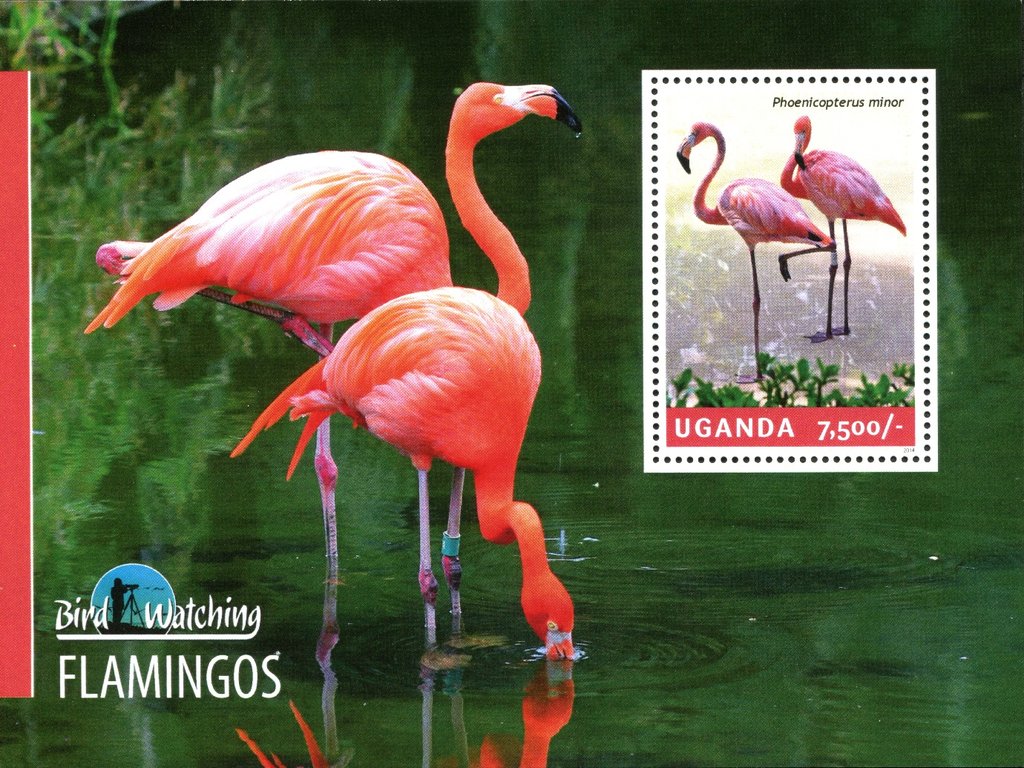 Flamingos