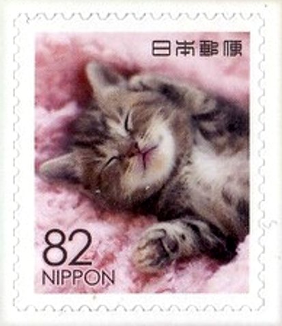 Domestic cat