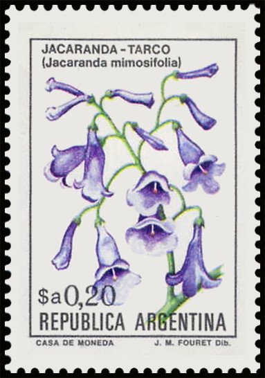 Jacarandá-Tarco (Jacaranda mimosifolia)